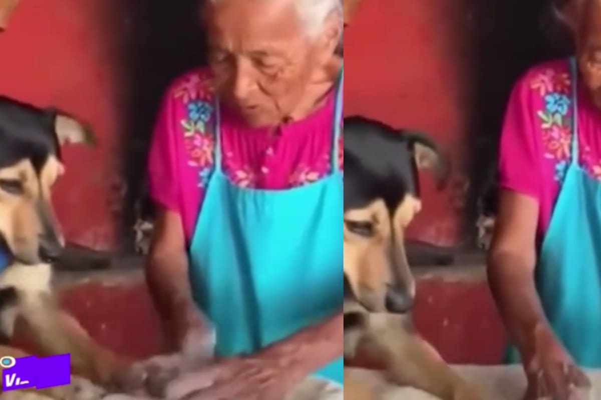 ¿Es IA o es real?: perrito panadero y su dueña se vuelven virales en redes sociales