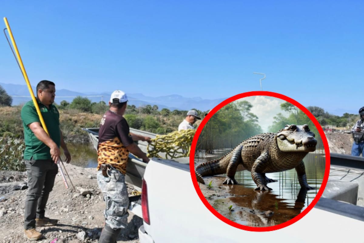 Terror en Tamaulipas: capturan enorme cocodrilo que atemorizaba a un ejido