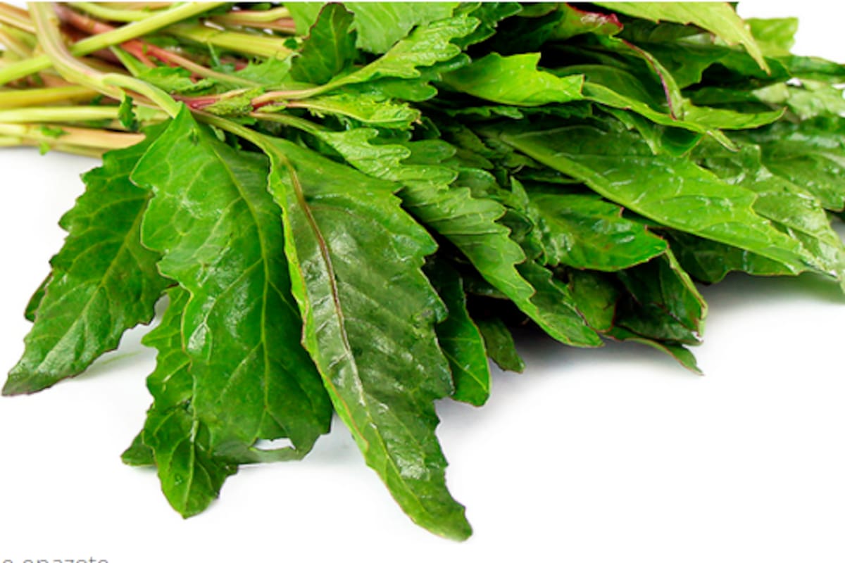 ¿Cómo preparar el té de epazote y cuáles son sus beneficios?