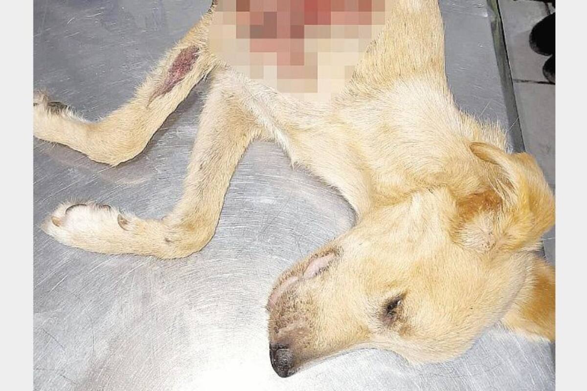 Muere “Rosenda”, la cachorra quemada