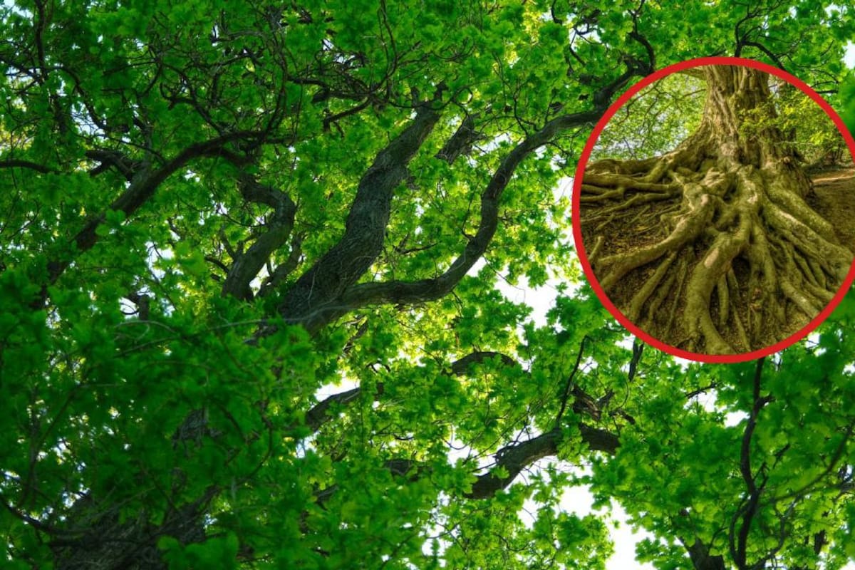 Preocupa a expertos en CDMX el uso de cemento en los árboles para evitar que la raíz siga dañando las banquetas en las zonas residenciales