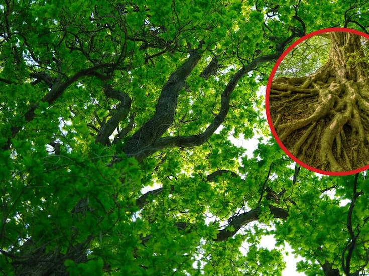 Preocupa a expertos en CDMX el uso de cemento en los árboles para evitar que la raíz siga dañando las banquetas en las zonas residenciales