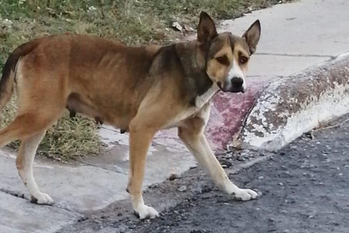 Captan a dos hombres dando de beber alcohol a un perro, en Yucatán