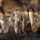 Un diente de 59 mil años hallado en Siberia mostró marcas de una posible perforación hecha con piedra y abrió la hipótesis de que los neandertales aliviaban caries con una intervención dental deliberada mucho antes de lo que se pensaba en la historia humana