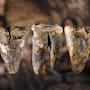 Un diente de 59 mil años hallado en Siberia mostró marcas de una posible perforación hecha con piedra y abrió la hipótesis de que los neandertales aliviaban caries con una intervención dental deliberada mucho antes de lo que se pensaba en la historia humana