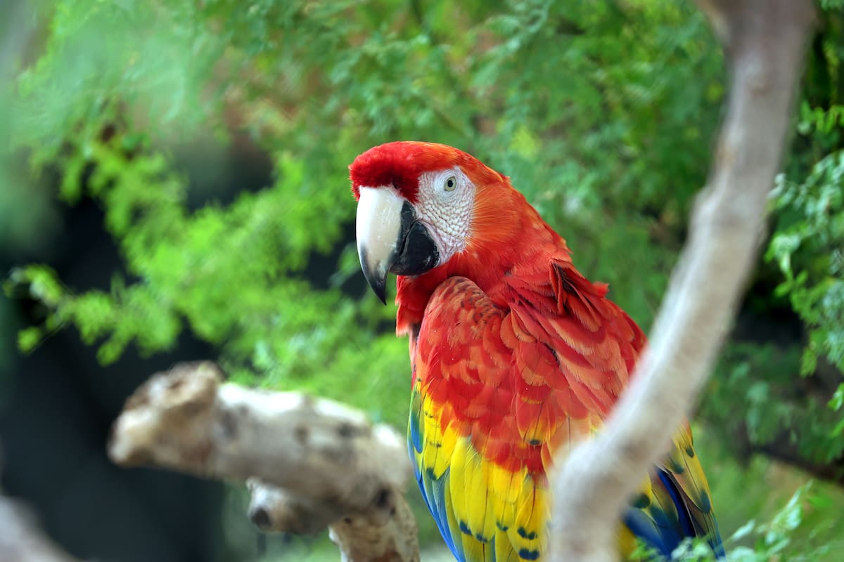 Guacamayas rojas, las más escandalosas, pero muy fieles