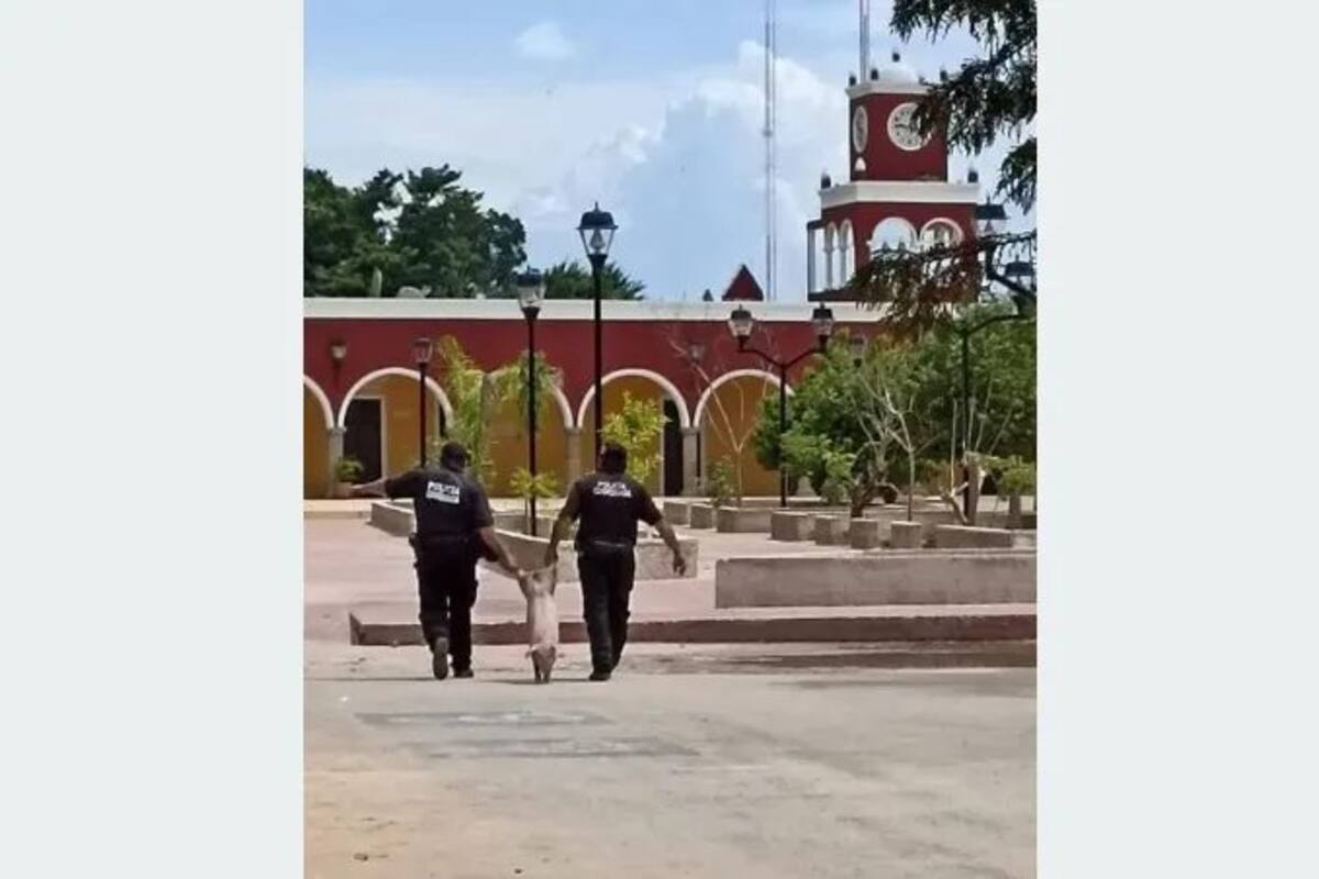 VIRAL: Un cerdito fue arrestado en Yucatán y termina encarcelado
