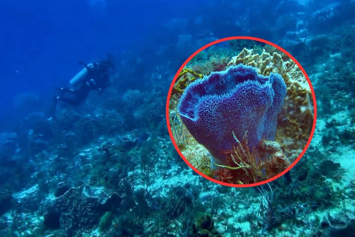 Semarnat revisará proyecto de cuarto muelle en Cozumel que amenaza arrecife de Villa Blanca