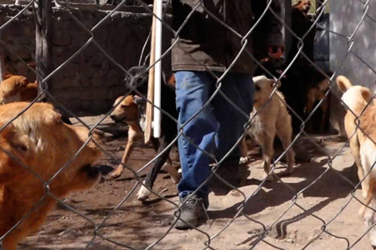 Regalan pastilla para tranquilizar a perros de la pirotecnia