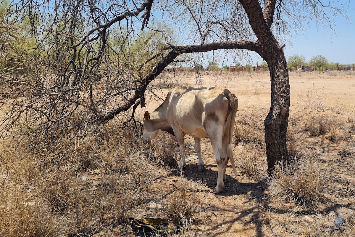 Se reduce sequía en Sonora este 2025, pero aún afecta a 15 municipios