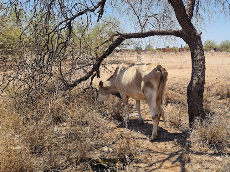 Se reduce sequía en Sonora este 2025, pero aún afecta a 15 municipios