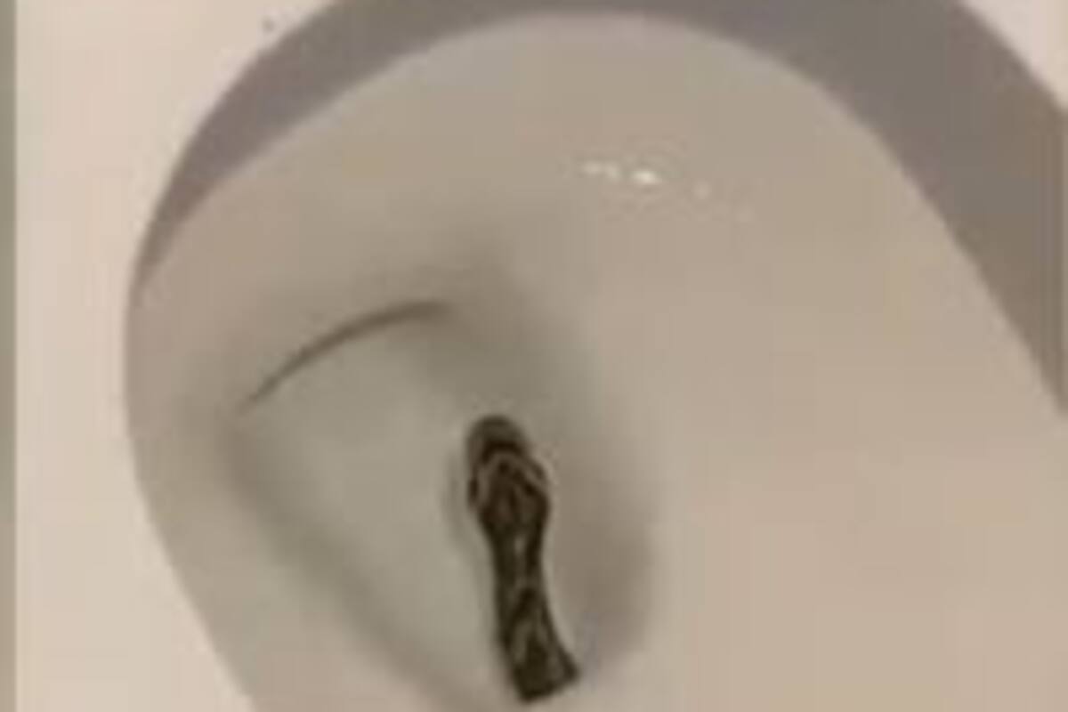 VIDEO: espeluznante hallazgo de una serpiente en un inodoro