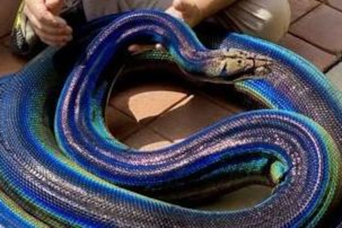 Captan a una pitón de colores