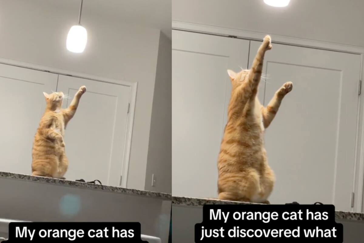 La curiosa reacción de un gato ante las luces de su casa se vuelve viral en TikTok