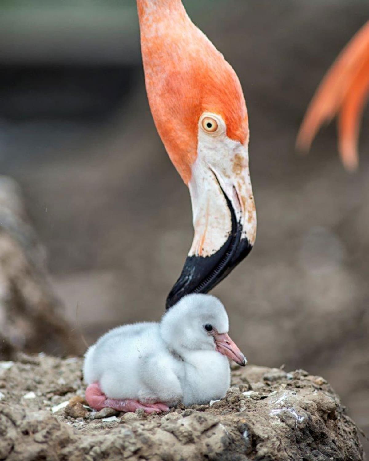 Cada pareja de flamencos crea un montículo de barro y pone un solo huevo, que se incuba cuidadosamente durante 28 días antes de eclosionar.