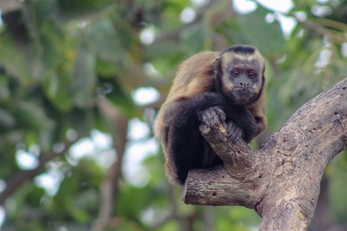 Vacunan contra Covid-19 a simios en zoológico de California