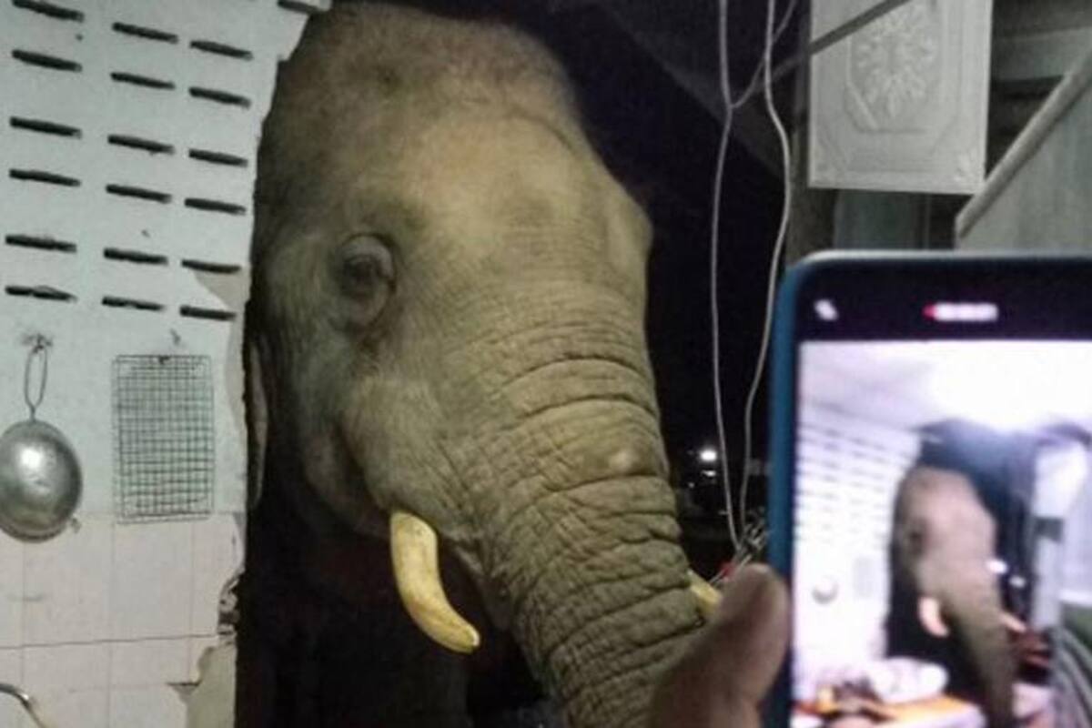 VIDEO: Elefante hurga en la cocina de una familia tailandesa