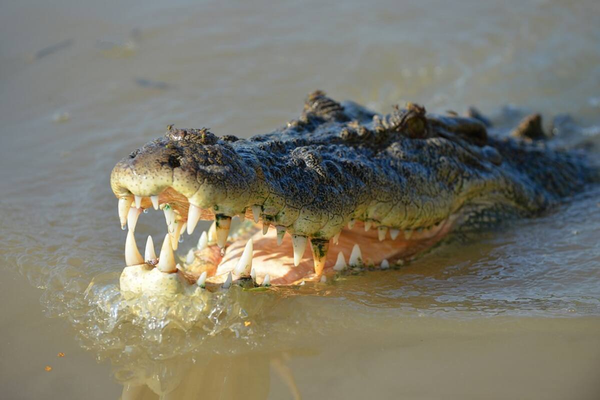 Pescador es atacado por cocodrilo en Oaxaca