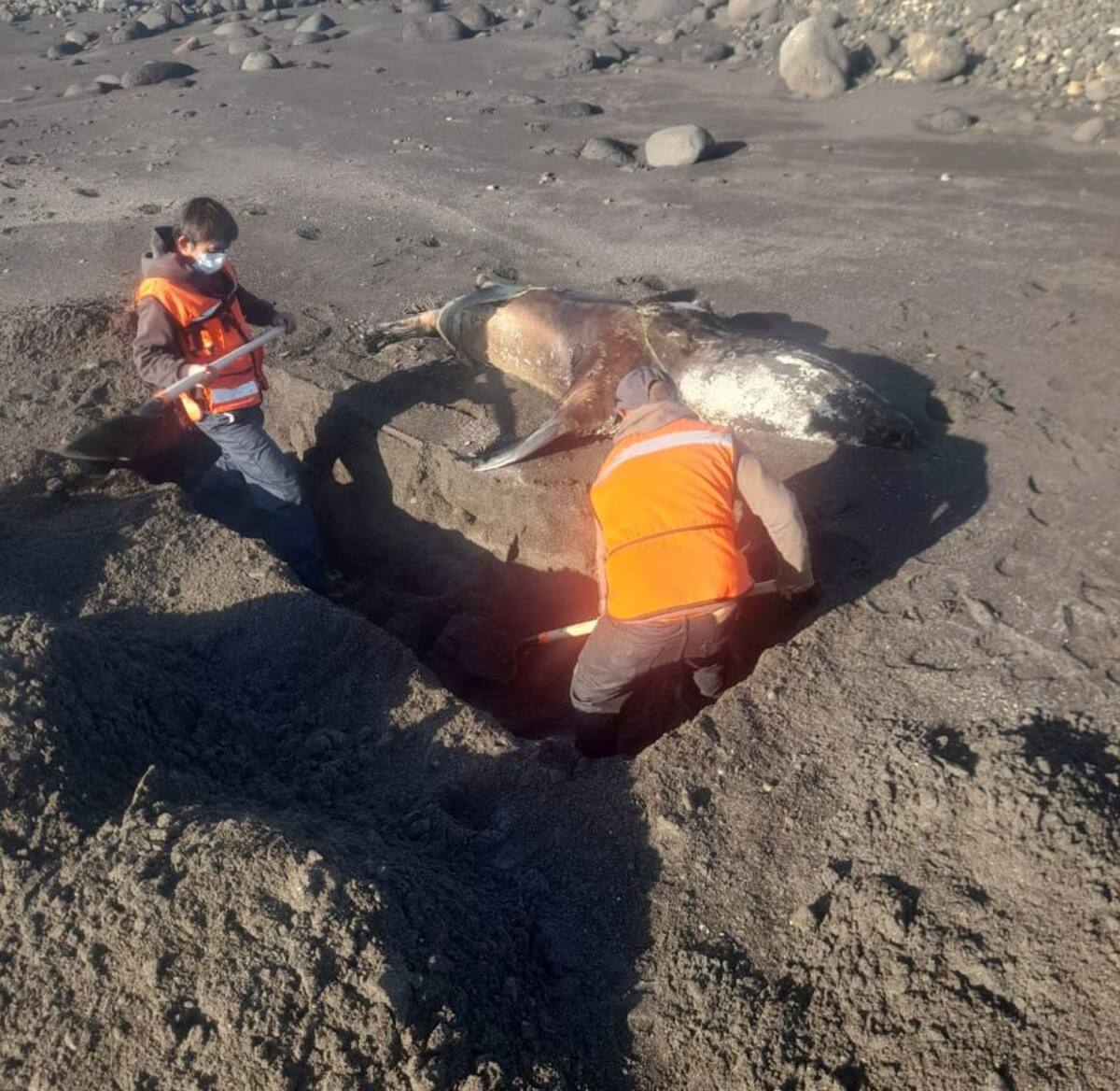 Al mes se han encontrado 15 mamíferos marinos varados en las playas de la ciudad.