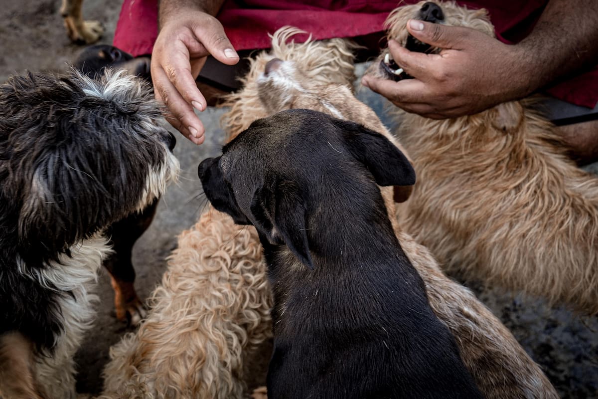 “For Happy Tails” enfrenta saturación y se sostiene con donaciones mientras promueve adopciones responsables. Foto: Leonardo Reyes