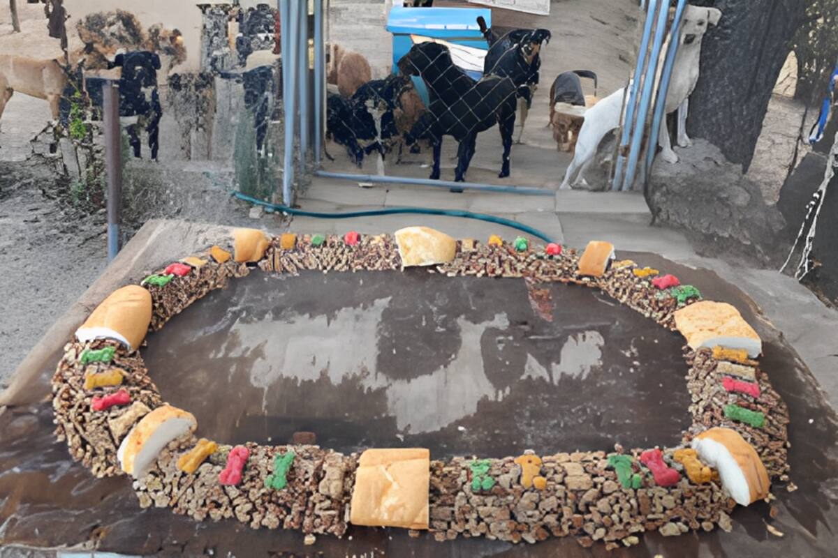 VIDEO: La inusual rosca de reyes que regalaron en un refugio para perritos