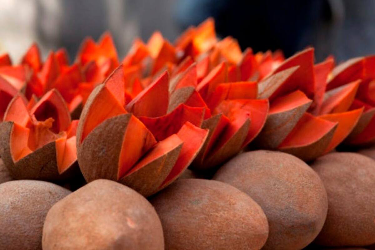 Más que una delicia fresca: Estas son las propiedades del mamey