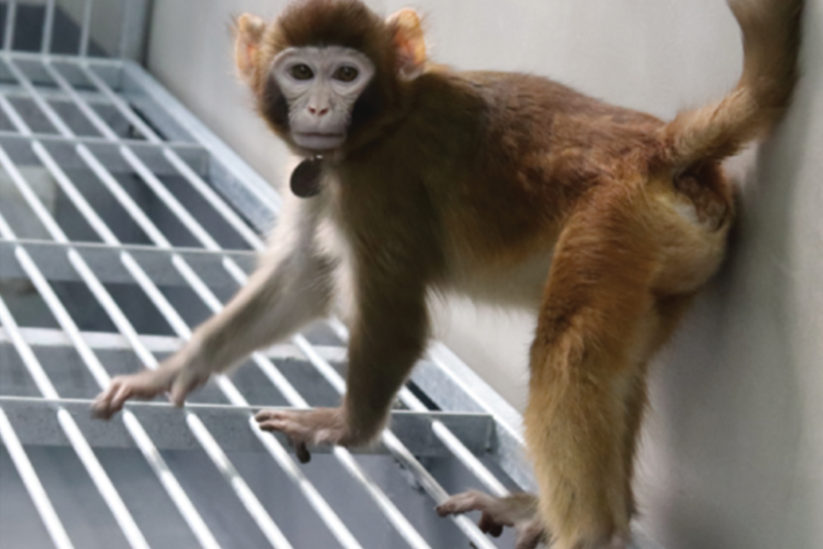 Por qué causa polémica el primer mono Rhesus clonado que presentaron científicos chinos