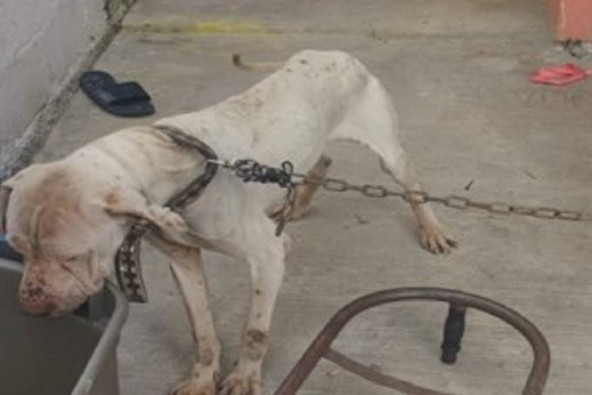 Rescatan a 5 perros en cateos por maltrato animal