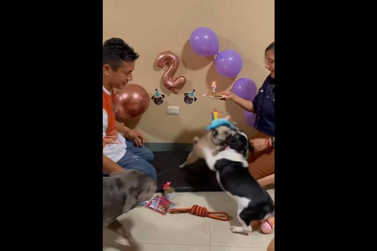 VIRAL TIKTOK: Pareja celebra cumpleaños de su canino pero termina en una pelea