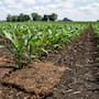 Transforman estiércol de vaca en un acolchado agrícola biodegradable que permite cultivar maíz con 30% menos fertilizante al mejorar la disponibilidad de nutrientes y la actividad microbiana del suelo