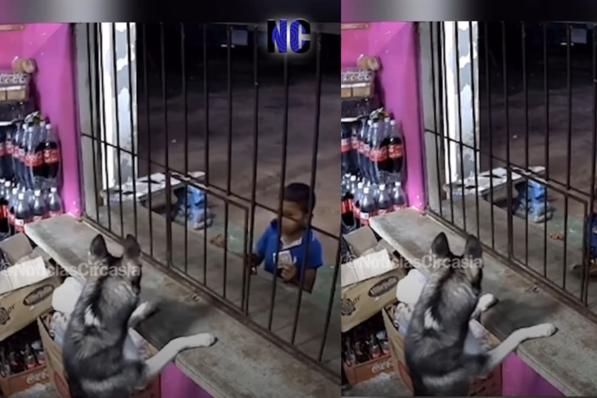 “El perro me está atendiendo”: Niño va a la tienda y se sorprende al ver a un perro en la ventanilla