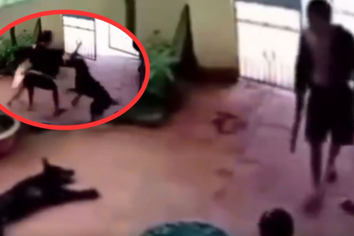 VIDEO: Perro finge estar muerto para salvar a una niña de un intento de secuestro