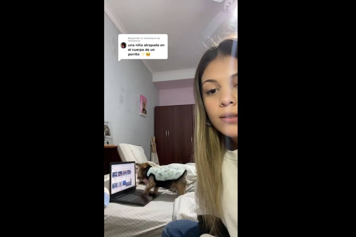TIKTOK VIDEO: Perrita se hace viral al elegir su video favorito en YouTube