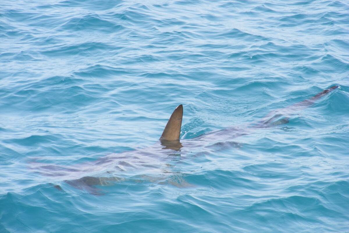 Avistamiento de tiburones en Guaymas y San Carlos es bueno: Investigadores