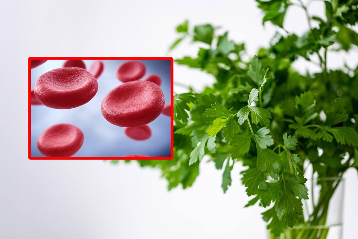 Esta hierba es rica en hierro, calcio, fósforo y magnesio y da excelente sabor a las comidas