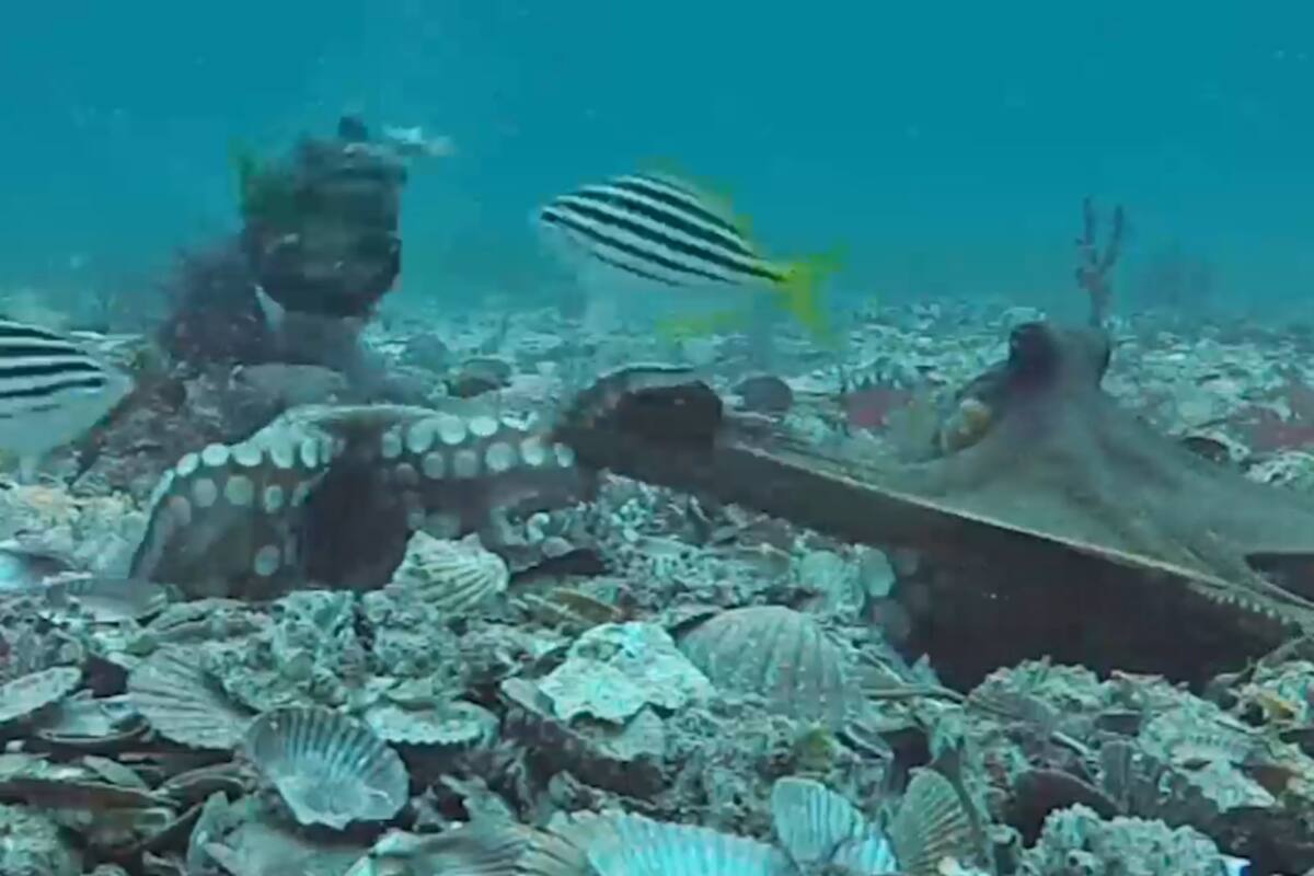 Captan a pulpos lanzándose conchas unos a otros