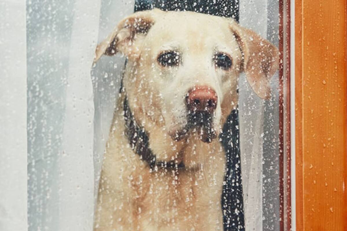 Cómo prevenir enfermedades en tu mascota en época de lluvias