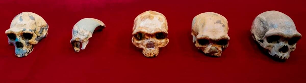 Imagen de los cráneos comparados durante el estudio. De izquierda a derecha, cráneo del Hombre de Peking Man, cráneo de Maba, cráneo de Jinniushan, cráneo Dali y cráneo de Harbin. EFE/ Kai Geng/Foto cedida