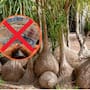 Esta común planta decorativa puede costarte hasta 5.8 millones de pesos si no puedes comprobar su procedencia legal