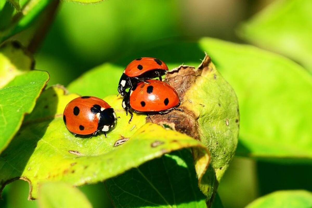 La importancia de los insectos para el planeta