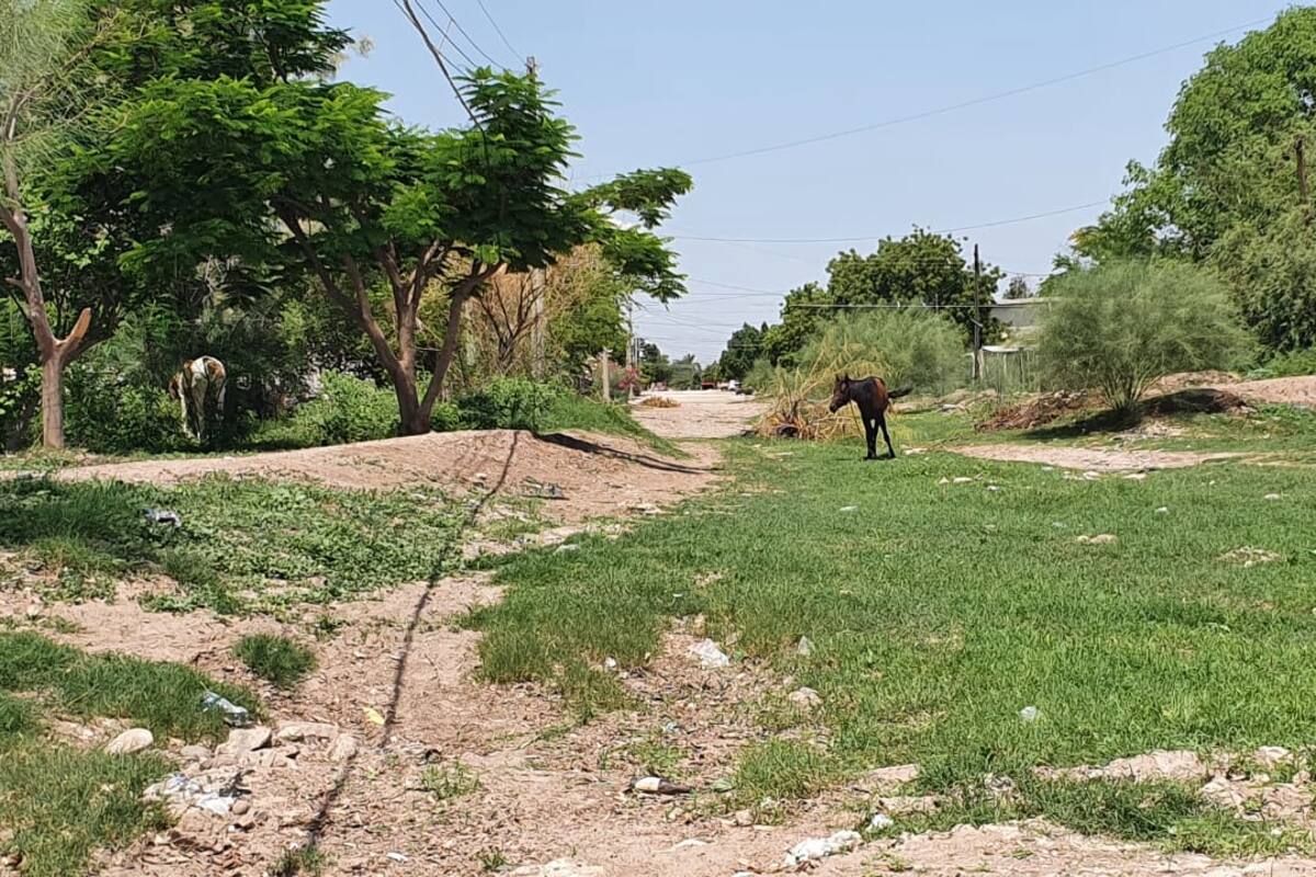 Sequía en Sonora: Son las lluvias un alivio para ganaderos del Sur del estado