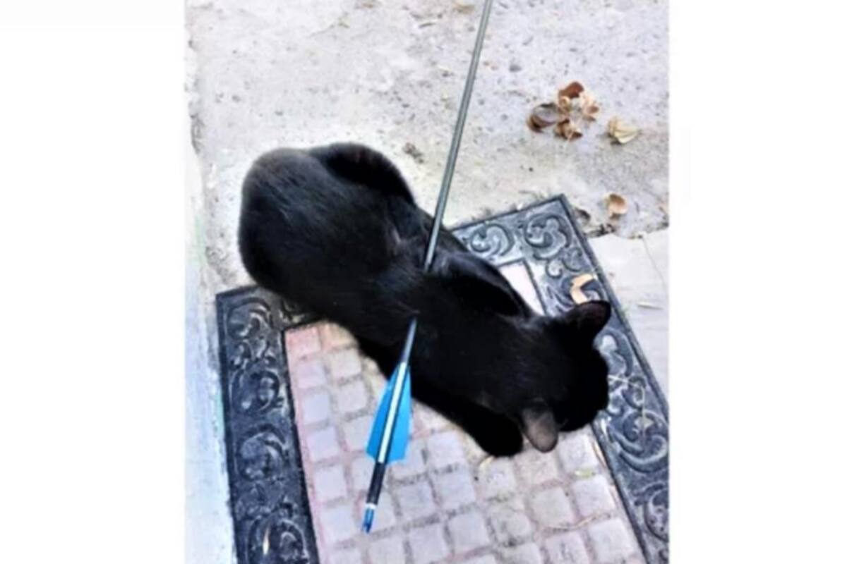 Flecha en cuerpo de gatita "Vivi" conmociona a Reynosa