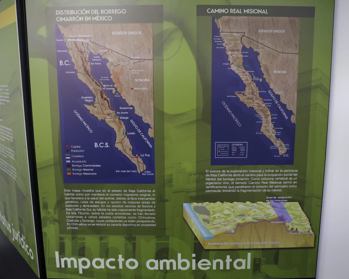 El Museo del Bosque de la Ciudad inauguró una exposición dedicada a este emblemático animal para difundir su historia, biología y conservación. Foto: Javier Gallegos