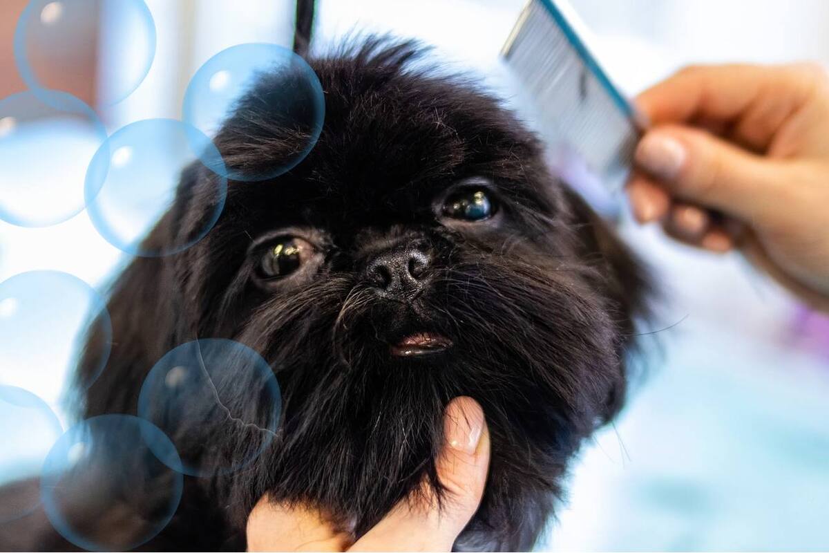 La “Pet Economy”: Una tendencia en auge para emprender