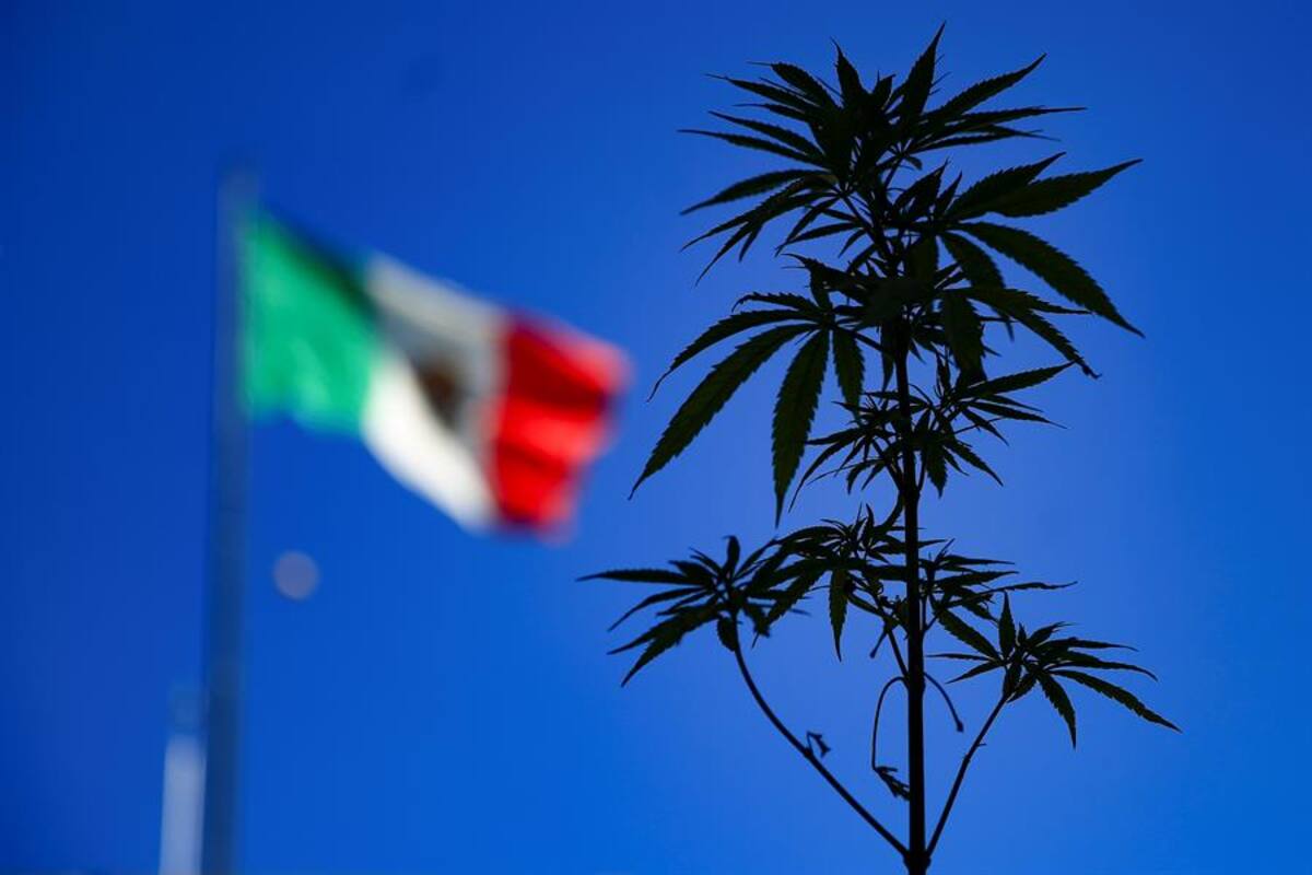 Iglesia critica despenalización de la mariguana, dictamen sobre equidad de género y aborto