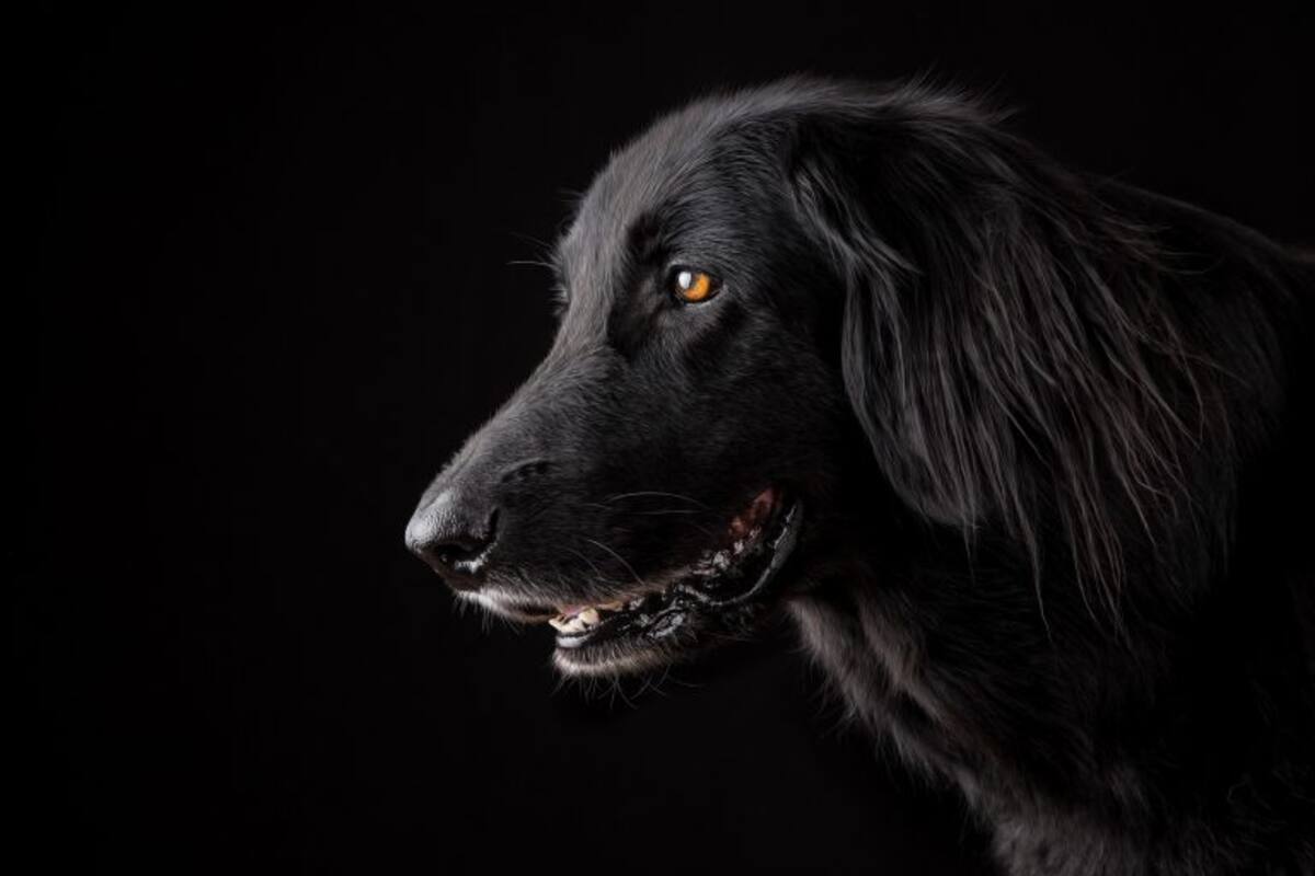 ¿Pueden sonreír los perros?