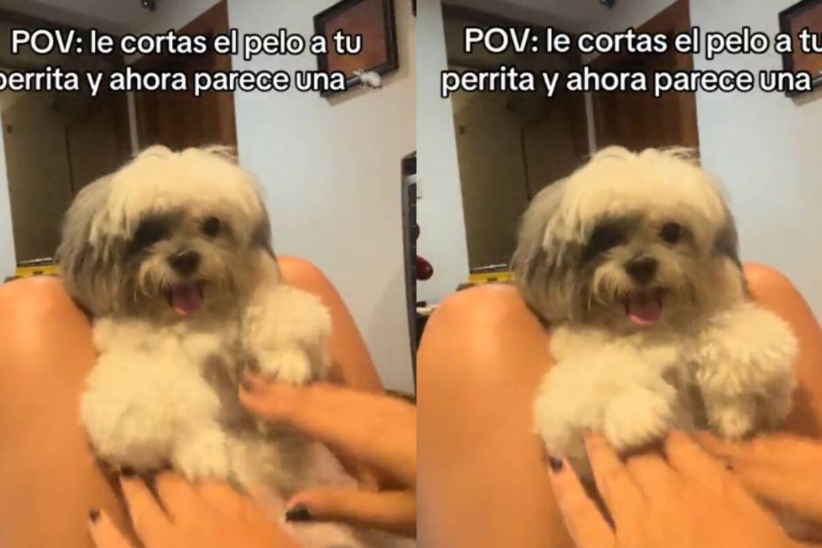 Joven muestra el antes y después de su perro en la peluquería, y lo comparan con una “Karen” y el personaje de Edna Moda