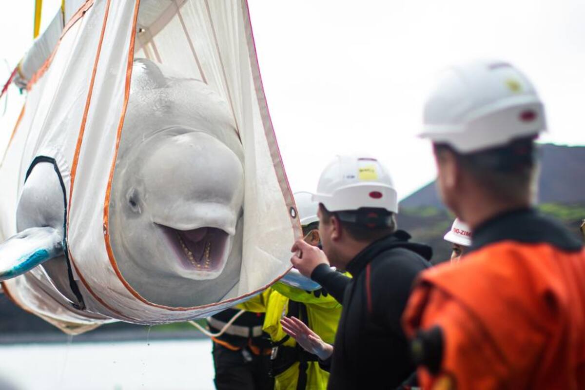 Una beluga sonriente se despide del cautiverio
