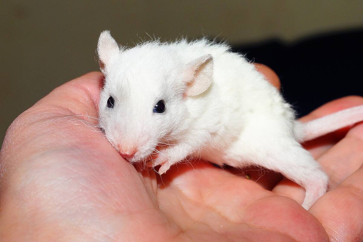 Experimento logra que ratas macho queden preñadas y den a luz crías sanas