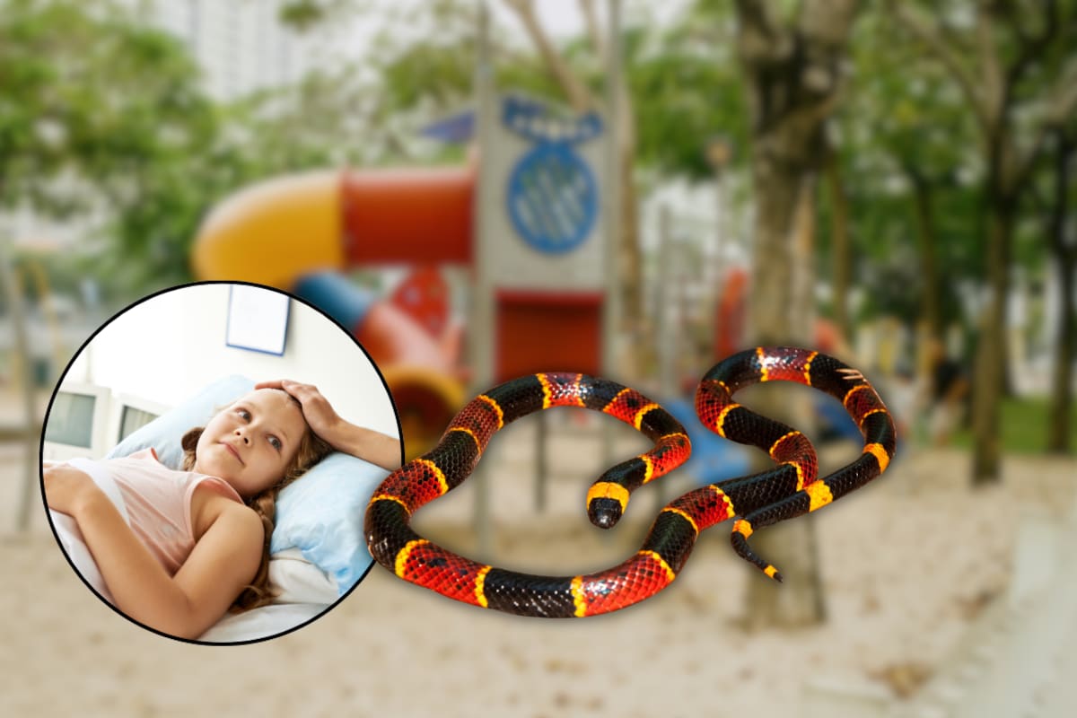 Niña de 6 años fue mordida por una víbora coralillo en una primaria de Hermosillo